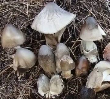 Resep Jamur Sawit yang Lezat dan Bergizi