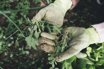 Empat Ide Berkebun di Lahan Terbatas