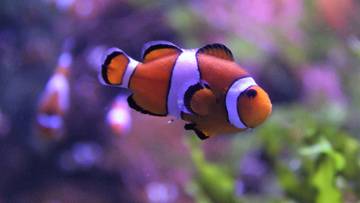 Rekomendasi Ikan untuk Dipelihara di Akuarium