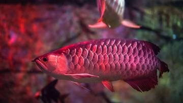 Ikan Termahal Dunia, Harga Fantastis Bikin Kaget