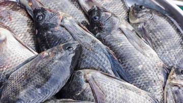 Jenis Ikan yang Banyak Durinya Saat Dimasak