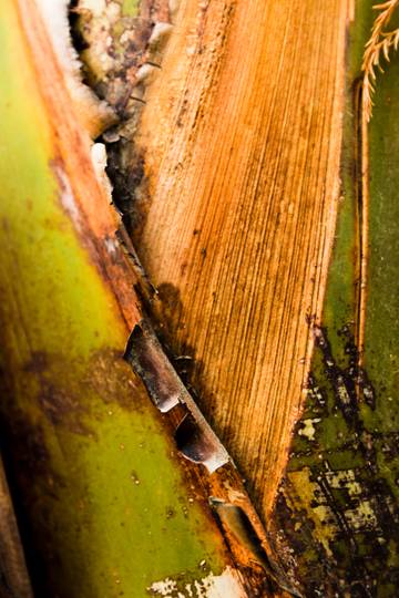 Pengembangan Bahan Bioplastik Ramah Lingkungan dari Limbah Pertanian