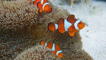 Ikan Nemo, Keindahan dan Kehidupan di Laut