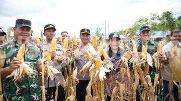 Wabup Sanggau Panen Raya Jagung di Mukok