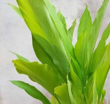 Manfaat Daun Kunyit dalam Masakan