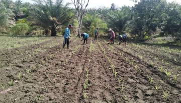 BPP Balai Batang Tarang Gencarkan Kebun Percontohan Jagung