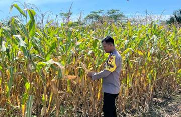 Dukung Ketahanan Pangan, Polsek Sekayam Intensifkan Pemeliharaan Jagung
