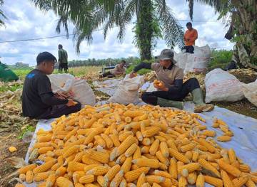 Jagung Demplot II Polsek Kembayan Mulai Panen