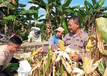 Panen Jagung Bonti, Wujud Nyata Polri Dukung Astacita