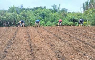 Dukung Program Ketahanan Pangan, Polsek Jangkang Tanam Jagung