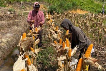 Polsek Beduai Panen Jagung Ketahanan Pangan Nasional