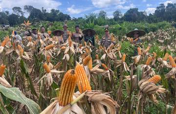 Polsek Parindu Panen Jagung Program Astacita Presiden