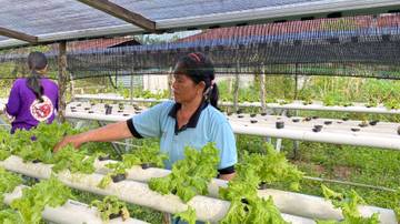 PKK Pengadang Kembangkan Sayur Hidroponik Rumah Tangga