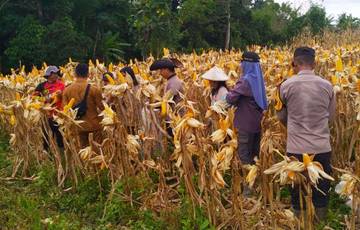 Panen Jagung, Polsek Noyan Perkuat Ketahanan Pangan