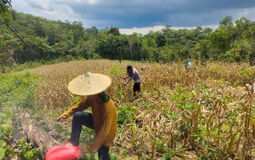Polsek Batang Tarang Panen Jagung Bersama Warga