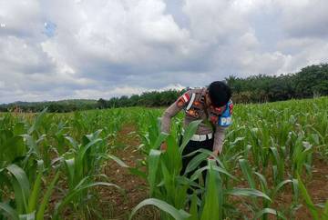 Dukung Astacita, Polsek Sekayam Optimalkan Pemeliharaan Jagung Demplot