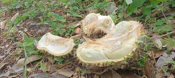 Tips Memilih Durian dengan Kualitas Bagus 