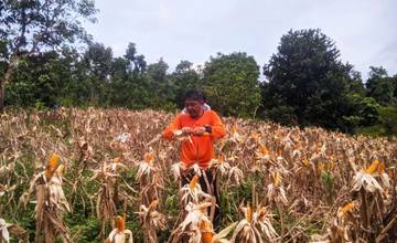 Sinergi Polisi dan Petani Wujudkan Panen Jagung Berkelanjutan