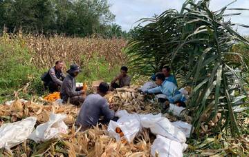 Panen Jagung Polsek Mukok Dorong Kemandirian Pangan Daerah