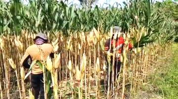Entikong Perkuat Program Ketahanan Pangan Lewat Jagung