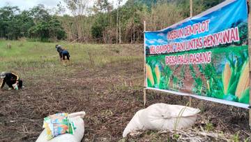 Desa Pala Pasang Genjot Tanam Jagung Ketahanan Pangan