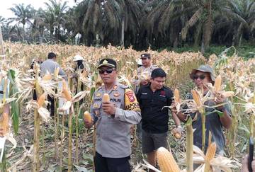 Demplot IV Polsek Mukok Hasilkan Jagung Maksimal