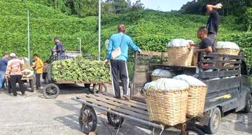 Produk Hortikultura Kalbar Dominasi Ekspor Melalui PLBN Entikong