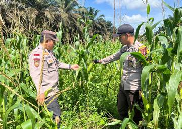 Polsek Bonti Maksimalkan Pemeliharaan Demplot Jagung