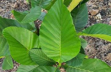 Manfaat Daun Simpur bagi Masakan Tradisional