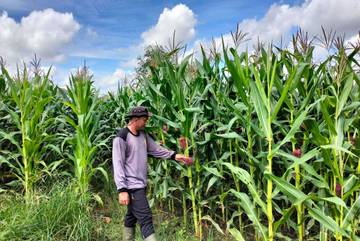 Kapolsek Meliau Cek Perkembangan Jagung Demplot