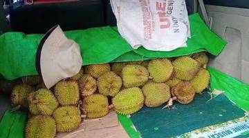 Ekspor BUMDes Entikong Didominasi Komoditas Durian Pekawai