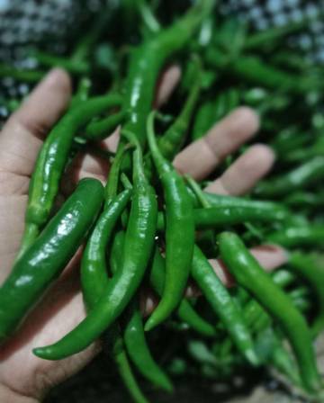 Cabe Hijau Kaya Vitamin Berikut Penjelasannya