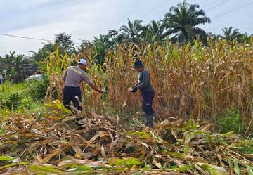 Panen Jagung Polsek Tayan Hulu Dorong Ketahanan Pangan