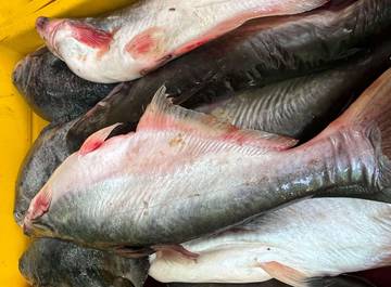 Harga Ikan Melonjak di Pasar Balai Karangan