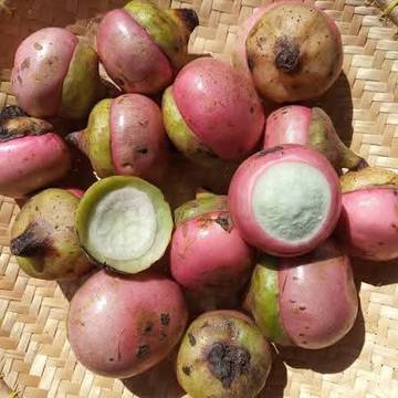 Buah Engkalak Khas Kalimantan dan Manfaatnya