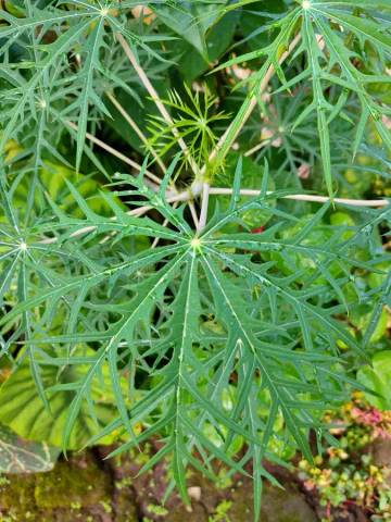Manfaat Daun Betadine Untuk Obat Alami
