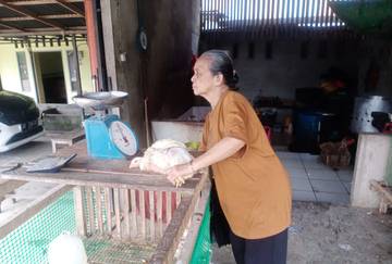 Harga Ayam Potong di Sekayam Stabil