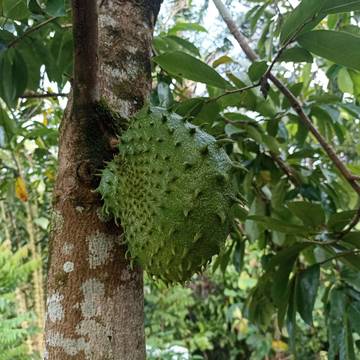 Sirsak, Buah Tropis Kaya Manfaat untuk Kesehatan