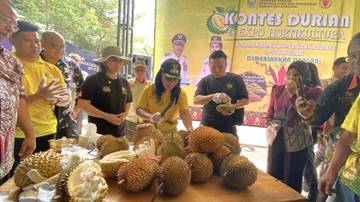 Kontes Durian Sanggau Dorong Pariwisata Berkelanjutan