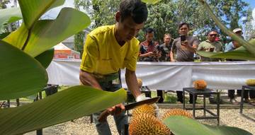 Sanggau Seleksi Durian Unggul Untuk Sertifikasi