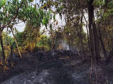Kebakaran Hanguskan Lahan di Sabang Merah Sanggau