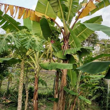 Penyebab Tanaman Pisang Daunya Menguning