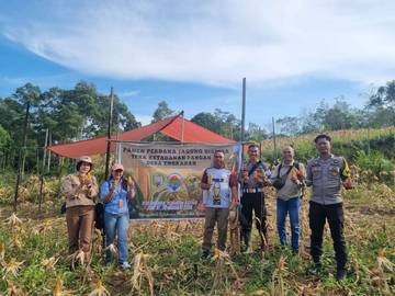 Pemdes Engkahan Panen Jagung Perdana TPKK 