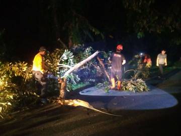 Pohon Tumbang di Sutan Syahrir, Lalu Lintas Terganggu