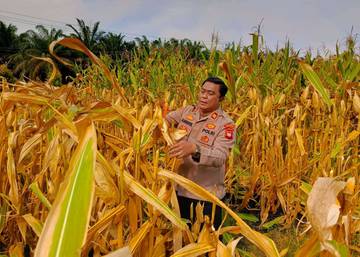 Ketahanan Pangan di Mukok Didukung Sektor Swasta