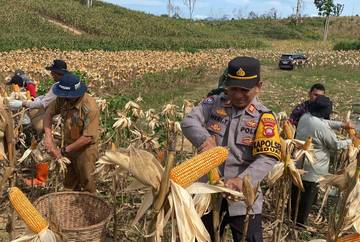 Polsek Beduai Panen Jagung, Dukung Asta Cita Pangan