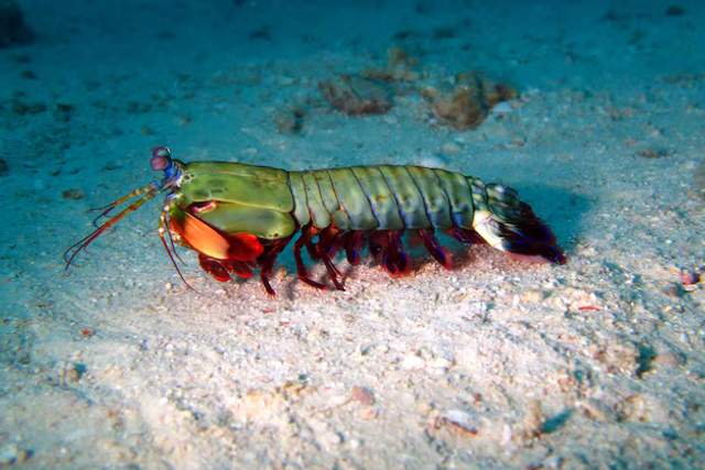 Udang Mantis Bisa Memukul Secepat Peluru