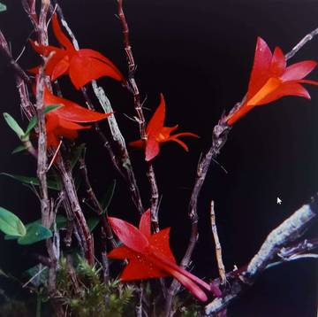Anggrek Merah  (Dendrobium Azureum) Temuan Baru di Pulau Waigeo Papua