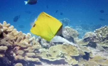 Mudah Dipelihara, inilah Tujuh Fakta Ikan Kepe-kepe Monyong Kuning
