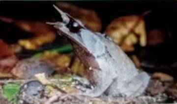 Lima Fakta Katak Daun Malaya, Berkamuflase Menyerupai Daun Mati 